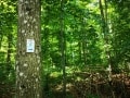 3 of Germany's Best Hiking Trails - Intrepid Escape