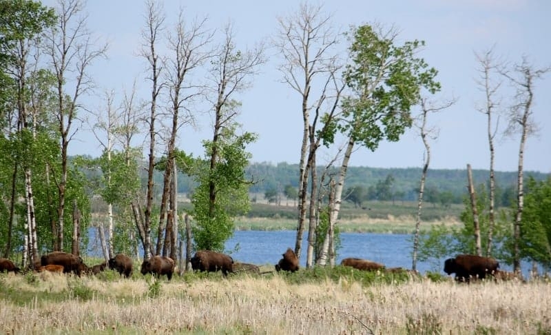 Elk Island National Park