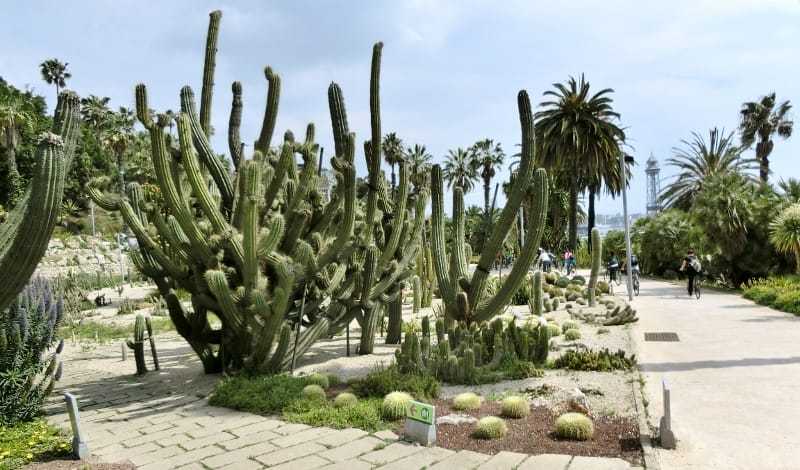 Montjuïc Cactus Park