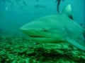 Bucket List Shark diving Fiji (1024x768)