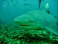 Bucket List Shark diving Fiji (1024x768)