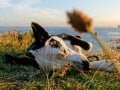 Camping on the Dorset Jurassic Coast - Intrepid Escape