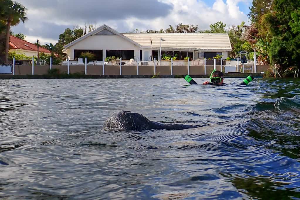 O que fazer e como chegar em Crystal River, o paraíso dos manatees! »  Destinos Imperdíveis