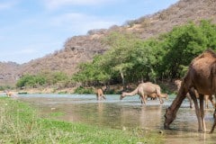 Oman Travel Tips: Day trips from Salalah