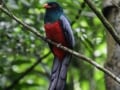 Gamboa Rainforest - Intrepid Escape