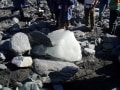 Franz Josef Glacier - Miss Barlow