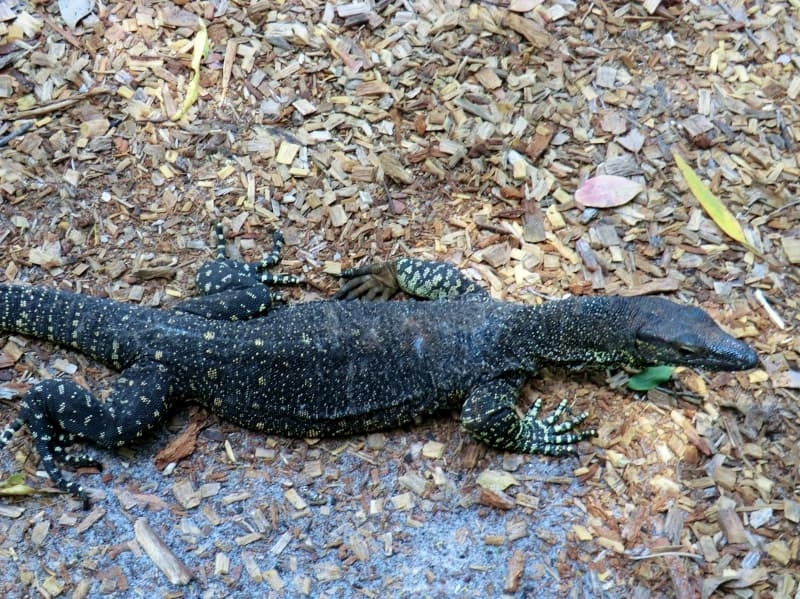 Goanna, Fraser Island