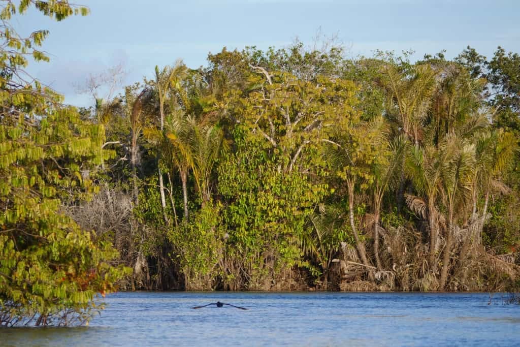 The Guyana Rupununi Savannah