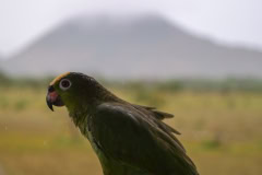 The Guyana Rupununi Savannah