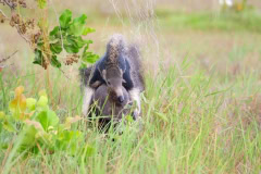 The Guyana Rupununi Savannah