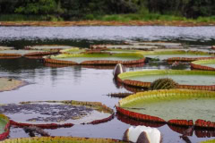 The Guyana Rupununi Savannah