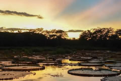 The Guyana Rupununi Savannah