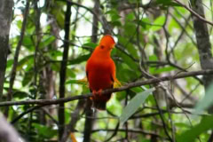 The Guyana Rupununi Savannah