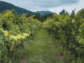 Cantina Floriano Cinti - Hiking the Path of Gods, Italy - Intrepid Escape