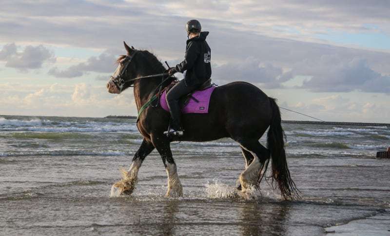 Horseboarding World Cup