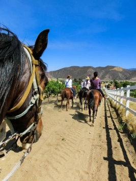 Horse Riding & Wine Tasting - Temecula