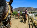 Horse Riding & Wine Tasting - Temecula