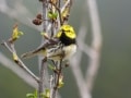 New Brunswick Road Trip - Fundy National Park