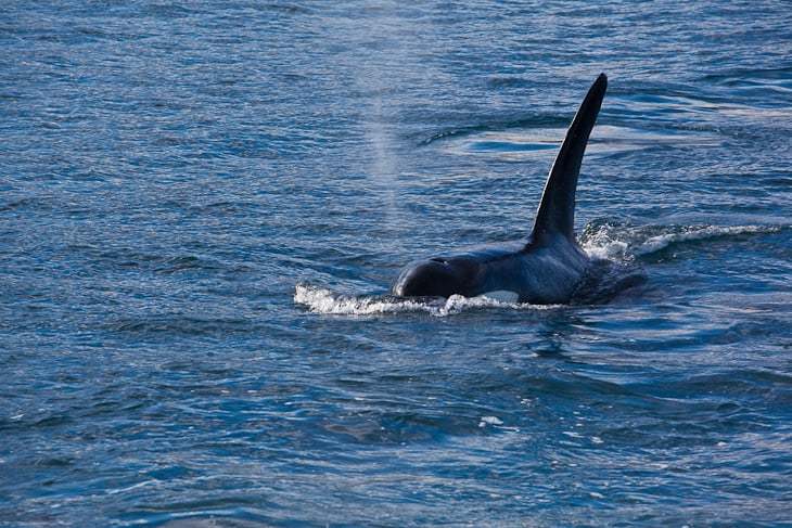 Kaikoura, New Zealand