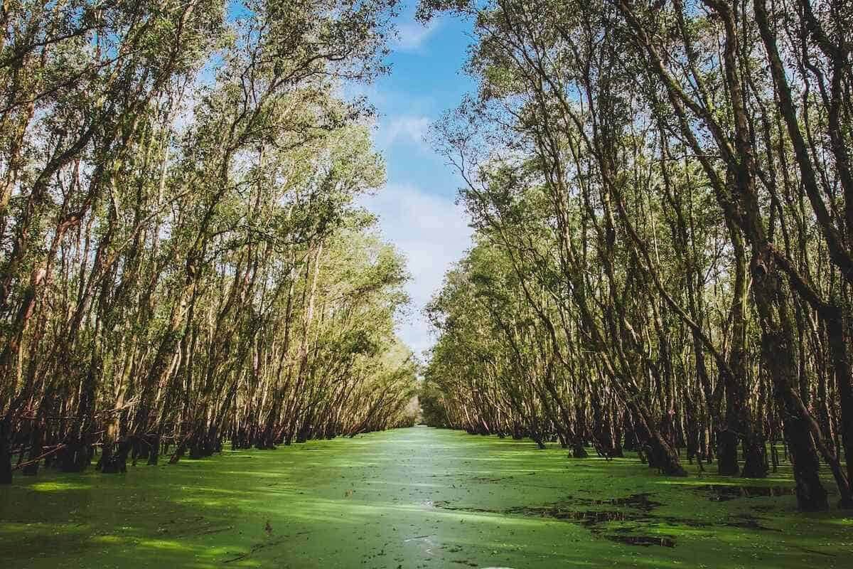 Cypress-Spring-Florida