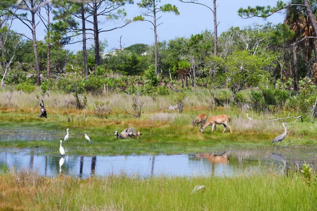 Panama City Beach Unique things to do - Intrepid Escape