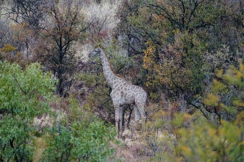 Pilanesburg National Park