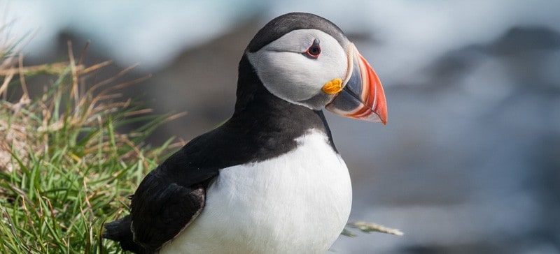 Puffin Herm: Credit Visit Guernsey