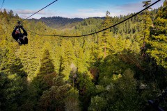 Redwood Forest - Bucket List Road Trips: Driving from San Francisco to Mammoth Lakes