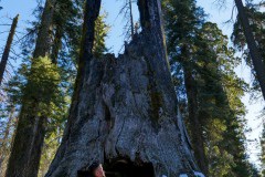 Giant Sequoia Trees - Bucket List Road Trips: Driving from San Francisco to Mammoth Lakes