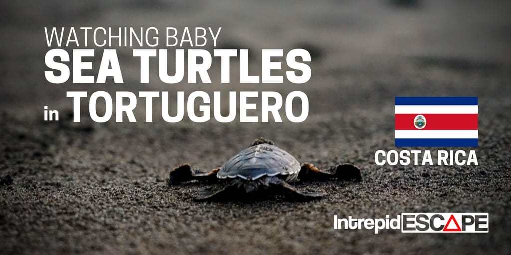 Baby Sea Turtles in Tortuguero