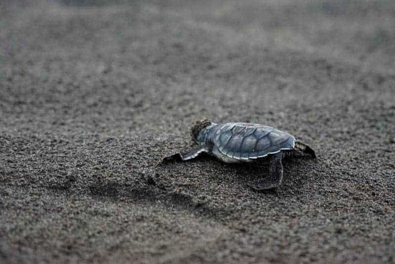 Baby Sea Turtles in Tortuguero