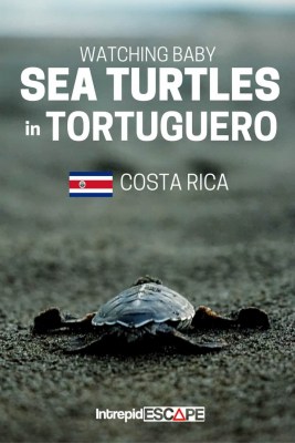 Baby Sea Turtles in Tortuguero