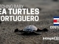 Baby Sea Turtles in Tortuguero