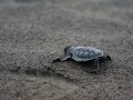 Baby Sea Turtles in Tortuguero