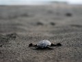 Baby Sea Turtles in Tortuguero