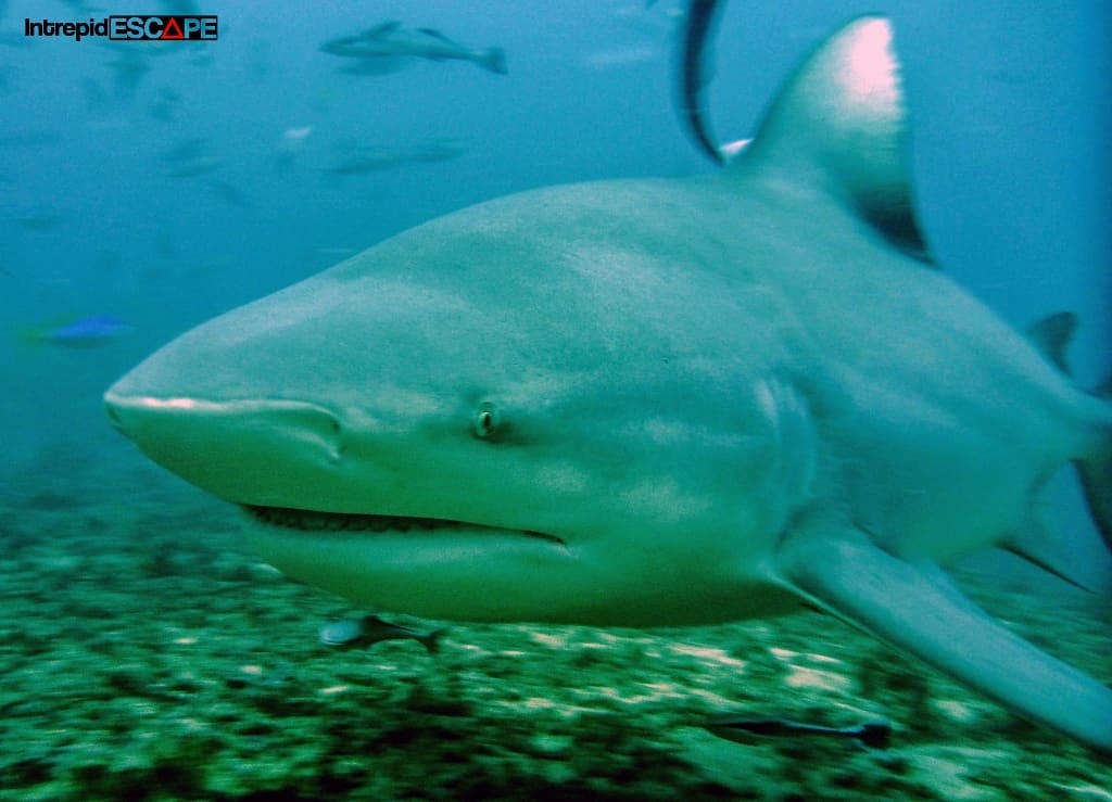 Terrifying Bull Shark