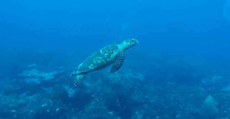 Swimming with Turtles, Barbados - Intrepid Escape