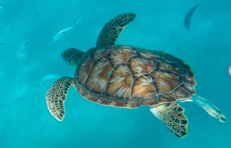 Swimming with Turtles, Barbados - Intrepid Escape
