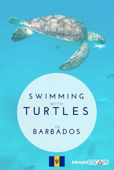 Swimming with Turtles, Barbados - Intrepid Escape