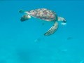 Swimming with Turtles, Barbados - Intrepid Escape