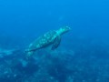 Swimming with Turtles, Barbados - Intrepid Escape