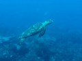 Swimming with Turtles, Barbados - Intrepid Escape