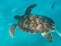 Swimming with Turtles, Barbados - Intrepid Escape