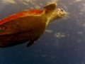 Giant Sea Turtel - Phi Phi Leh - Intrepid Escape
