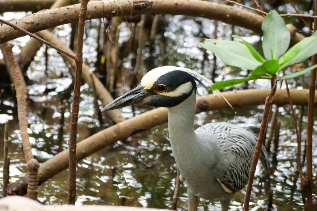 Things to do in Sarasota County - Intrepid Escape 2022