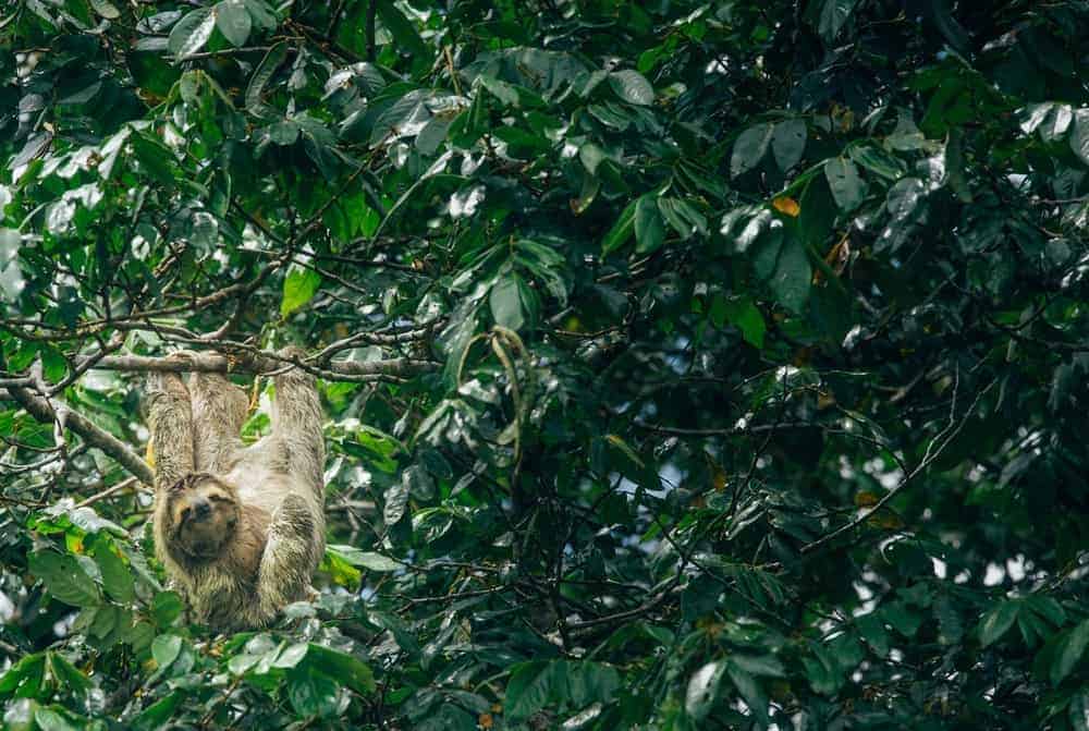 Costa Rica Wildlife - Intrepid Escape