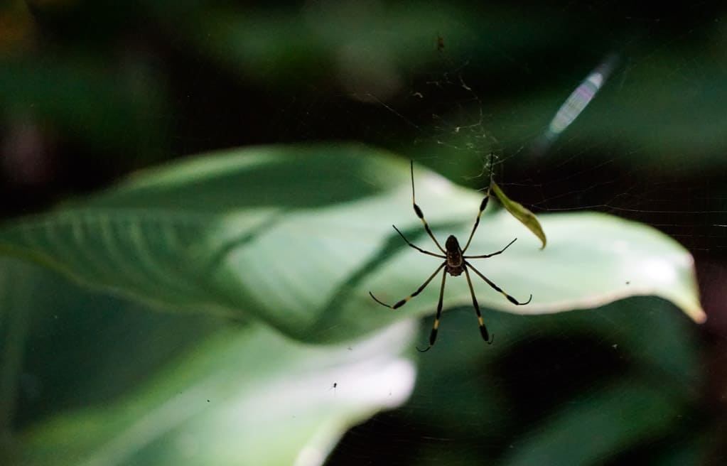 Costa Rica Wildlife - Intrepid Escape