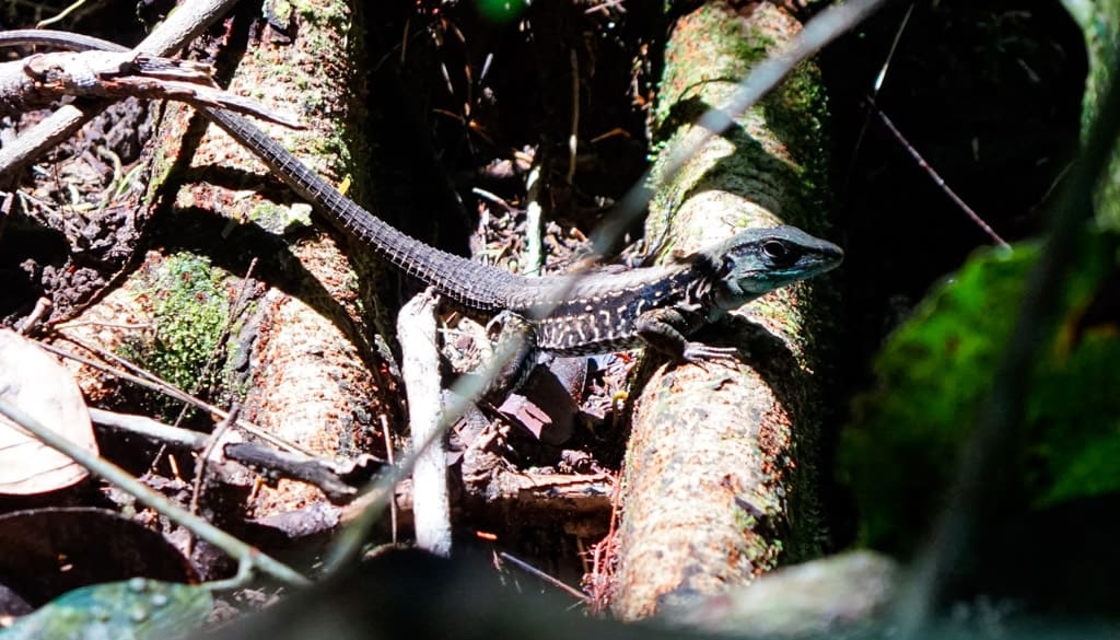 Costa Rica Wildlife - Intrepid Escape