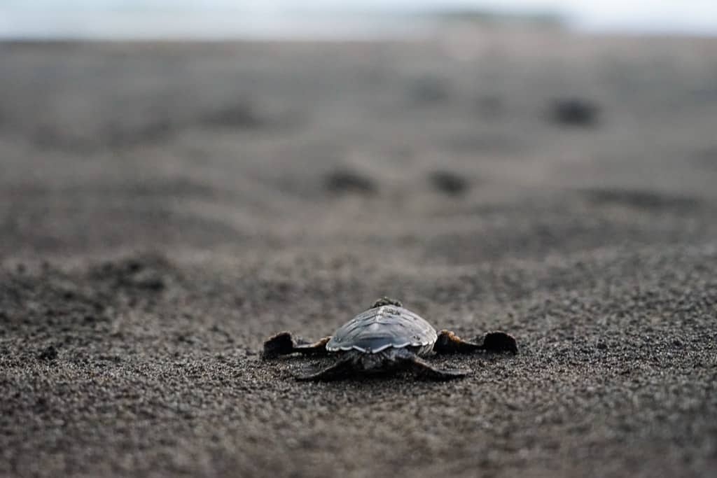 Costa Rica Wildlife - Intrepid Escape