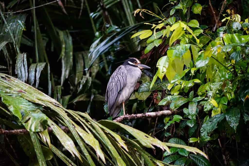 Costa Rica Wildlife - Intrepid Escape